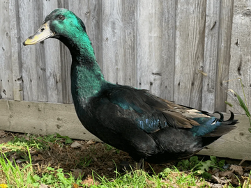 Image Credit to Meyer Hatchery Blog