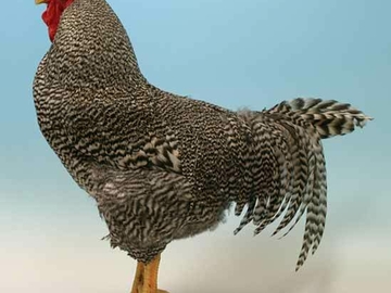 Image Credit to Poultry Keeper 