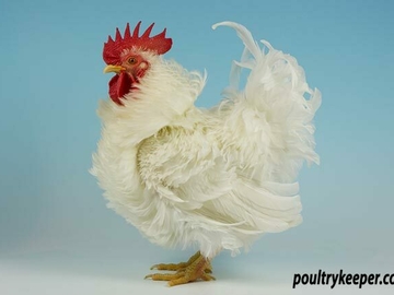 Image Credit to Poultry Keeper 