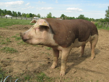 Image Credit to The Livestock Conservancy