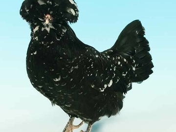 Image Credit to Poultry Keeper 