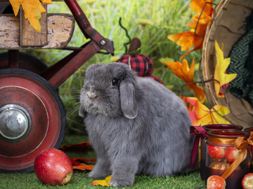 Image Credit to DVM Student