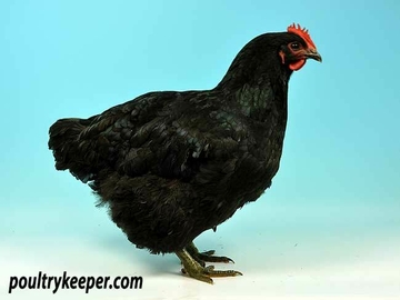Image Credit to Poultry Keeper 