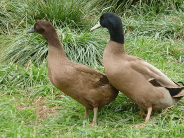 Image Credit to Meyer Hatchery Blog