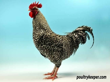 Image Credit to Poultry Keeper 