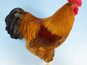 Image Credit to Poultry Keeper 