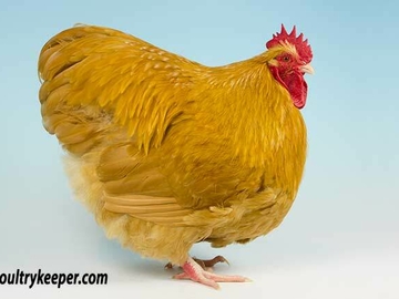 Image Credit to Poultry Keeper 