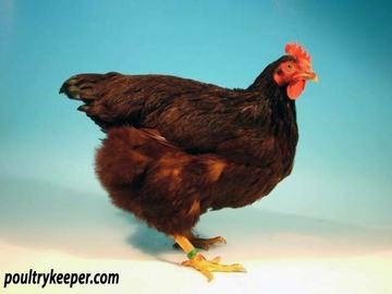 Image Credit to Poultry Keeper 