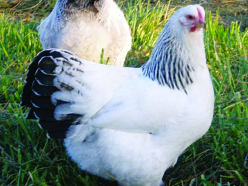 Backyard Poultry