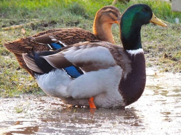 Image Credit to British Waterfowl Association