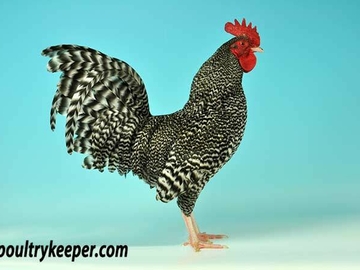 Image Credit to Poultry Keeper 