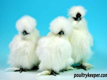 Image Credit to Poultry Keeper 