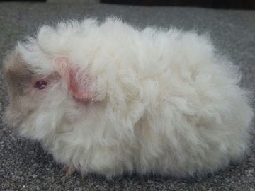 Image Credit to the PetStep.com