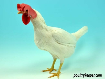 Image Credit to Poultry Keeper 