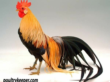 Image Credit to Poultry Keeper 