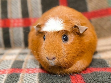 Image Credit to Animal Encyclopedia for Kids