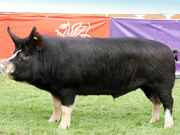Image Credit to British Pig Association