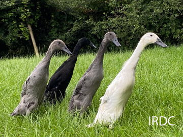 Image Credit to Indian Runner Duck Club