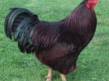 Backyard Poultry