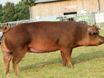 Image Credit to British Pig Association