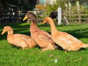 Image Credit to British Waterfowl Association
