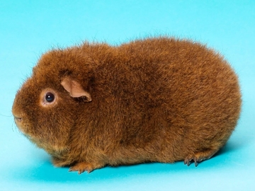 Image Credit to Home & Roost