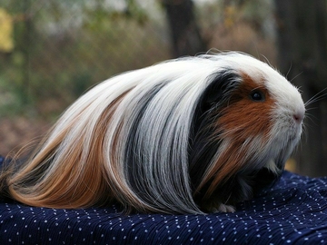 Image Credit to The Guinea Pig Guide
