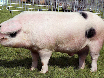 Image Credit to British Pig Association