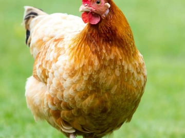 Boreal Bloom Homestead