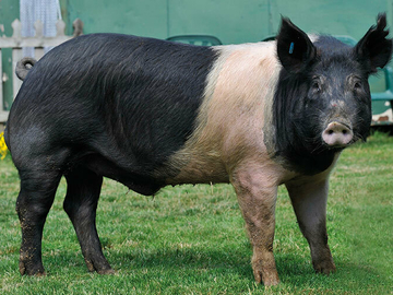 Image Credit to British Pig Association