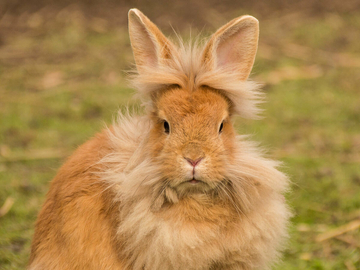 Image Credit to HowStuffWorks