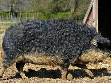 Image Credit to British Pig Association