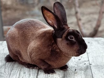 Image Credit to BeChewy