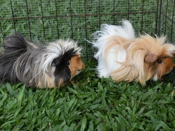 Image Credit to Guinea Pigs Australia