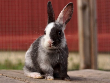 Image Credit to A-Z Animals