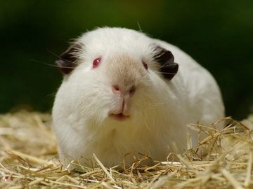 Image Credit to Guinea Dad