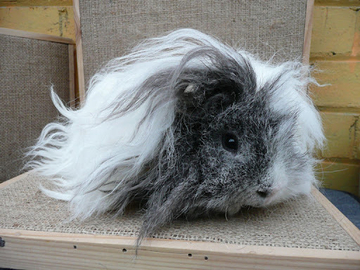 Image Credit to Takaro Cavies