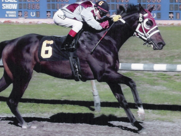 Champion racing/hunter/jumper/derby horse. Kadence stepped up to the plate in all things asked. He was noted for keeping his riders safe on top and his perfect hunter form over all manner of jumps.