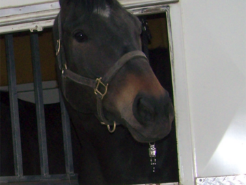 He loved trailer rides. Just put the rope over his back and he walked on all by himself.