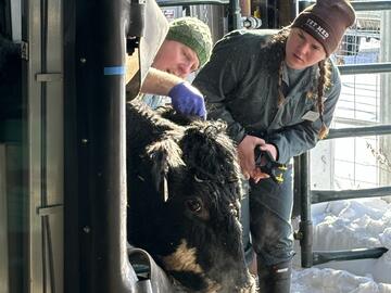 Mar 2025 - Class of 2028 Vaccine and Bovine Handling Labs at W.A. Ranches.