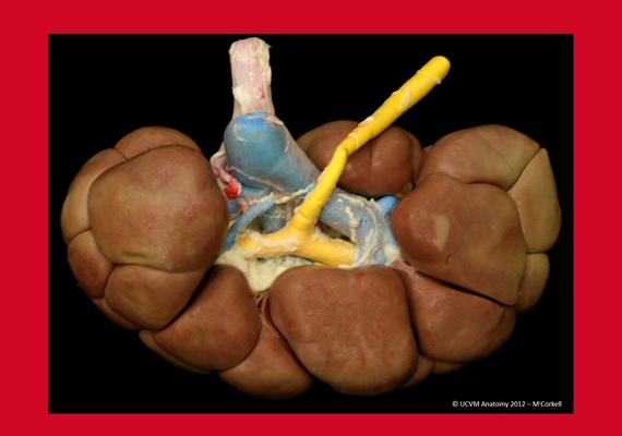 Bovine Kidney