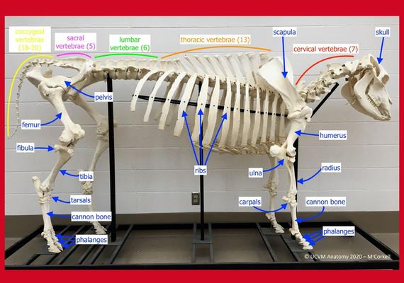 Bovine Skeleton