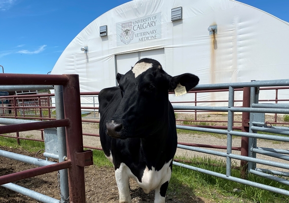 Bovine Terminology
