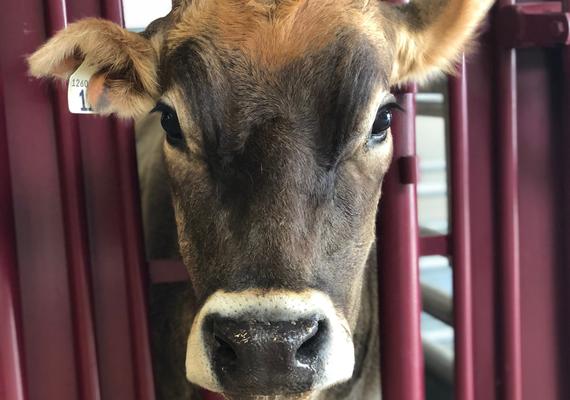 Bovine Terminology