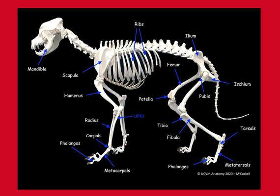 Dogs Cats Faculty Of Veterinary Medicine University Of Calgary