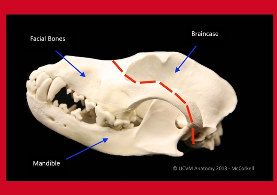 Skull