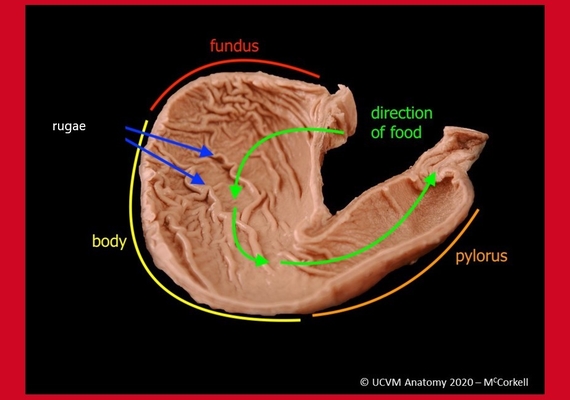 stomach
