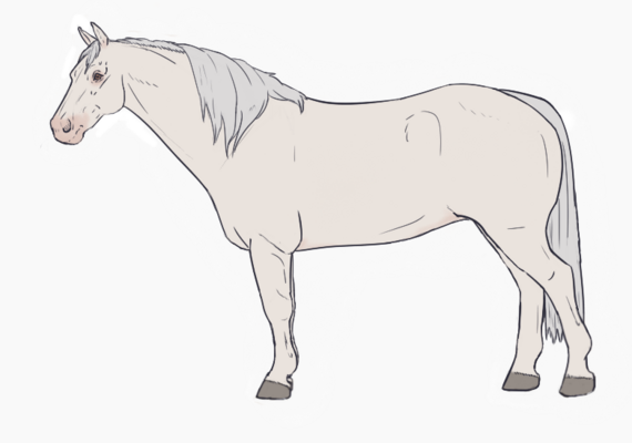 Dominant White