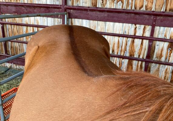 Dorsal Stripe