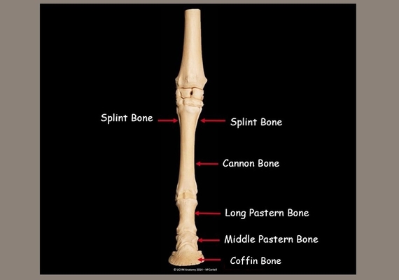 Distal Limb
